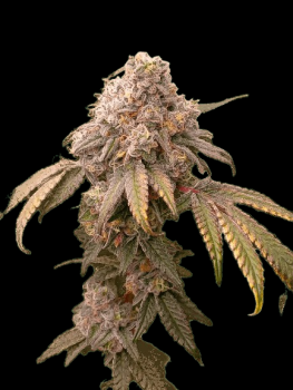 Kmintz x Sour Diesel